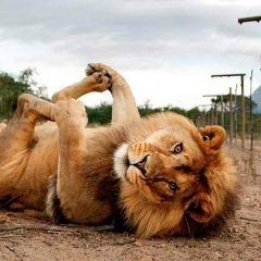 Алексей Пеньков, 08.08.1984, Гродно