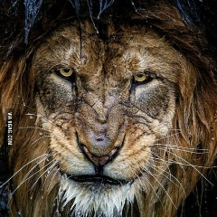 Дито Плиев, 14.03, Киев