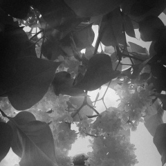 Вася Михайлова