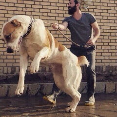 Руслан Жумалиев, 31.01