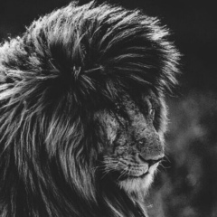 Рома Романов, 25.12