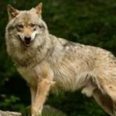 Нохчо Саламов, 07.10.1953, Dubai