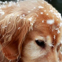 Шухрат Шомурадов, 20.01.1976, Москва
