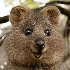 Хамид Батаев, 30.11.1993, Краснодар