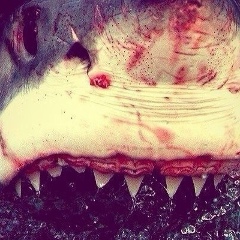 Идрис Сурков, Los Angeles