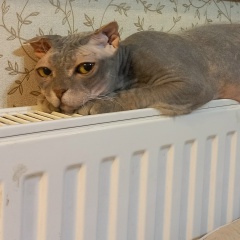 Ольга Приходкина, 17.03.1984, Снежинск