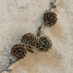 Петр Власов, Санкт-Петербург