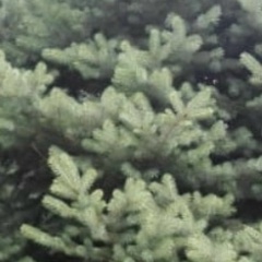 Dauletkazy Jumabekov, 06.10.1994, Алматы