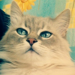 Михаил Фельдшеров, 20.04.1987, Москва