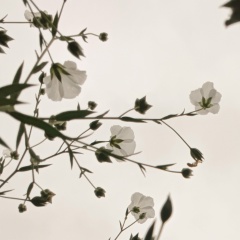 Ирина Клавдиенко, Челябинск