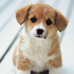 Vivian Vvv, 24.05.1987, Москва