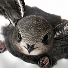 Сергей Морозов, 01.05.1965