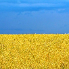 Юлечка Красавица, Киев