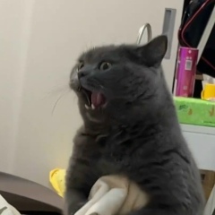 秋織 ゆう, 24.08.1908