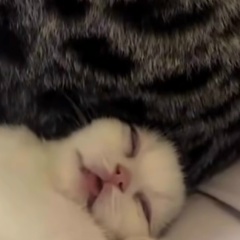 Валерия Шарыпова, 28.11.1999, Томск