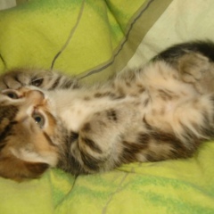 Галина Малышева, Рыбинск