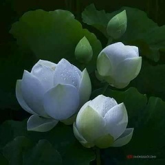 ပန္း ၾကာျဖဴ, 11.05.1954