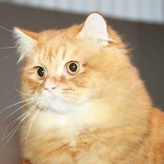 Анна Лопатина, 19.02.1988, Красноярск