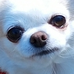 Нина Лонина, Санкт-Петербург