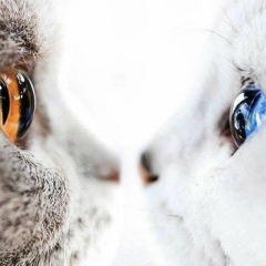 Вилли Авакян, 20.09, Москва