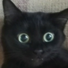 Сергей Дьяченко, 26.03.1993, Омск