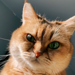 Александр Печенников