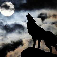 Ислам Бибалигов, 14.11, Тюмень