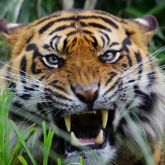 Сергей Зеленский, Кропивницкий / Кировоград