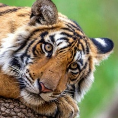 Анна Волкова, 25.01.1989, Волгодонск