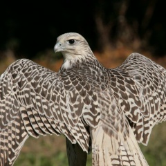 Монгуш Начын, 06.05.1983, Кызыл