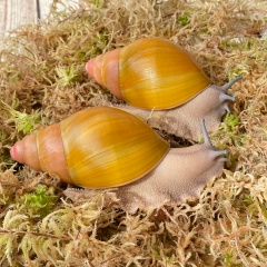 Msk Snails, 08.09.1978, Москва