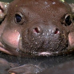 Рома Арманоа, 12.07.1988, Тбилиси