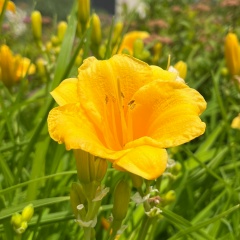 Гаухар Ахметова, Астана