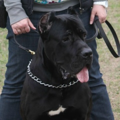 Анна Михеева, Москва