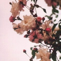 Adina Nariman, 08.08, Санкт-Петербург