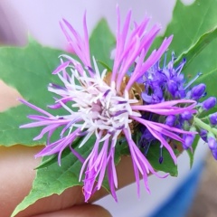 Елена Васильева