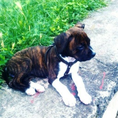 Хасан Нинциев, 19.03, Нальчик