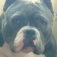 Костя Орлов, Череповец