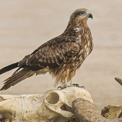 Армен Степанян, 08.11, Краснодар