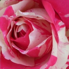 Надежда Внуковская, 22.10.1989, Алматы