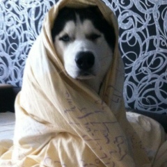 Дмитрий Исмагилов, Томск