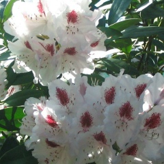 Надежда Надежда, 12.12, Санкт-Петербург