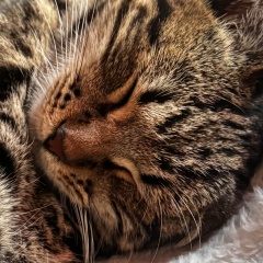 Шолпан Дукенбаева, 21.06, Алматы