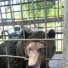 Максим Горченко