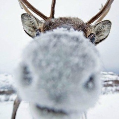 Богдан Чевтаев, 30.01.1991