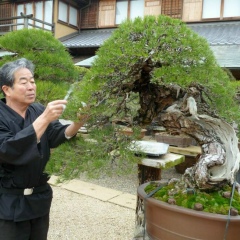 Bonsai Sun-Hui-Pejn, 23.05.1986