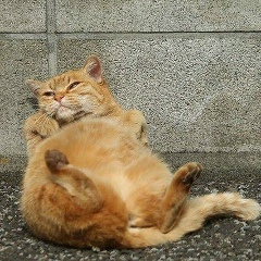 Юлия Донцова, 07.08, Луганск