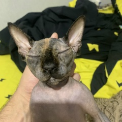 Владимир Щербаков, Череповец