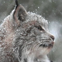 Денис Паршин, 20.04.1985, Нижний Новгород