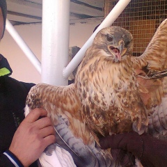 The Doctor, 17.09, Ош